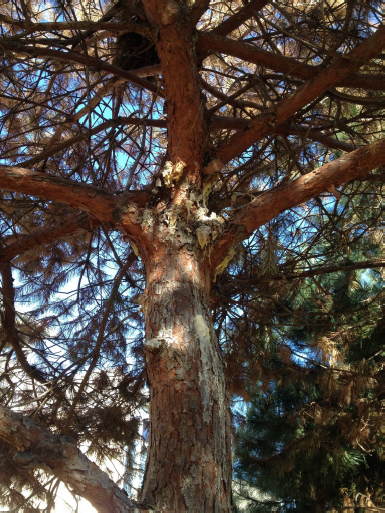 tree disease treatment can reduce or eliminate these types of tree diseases