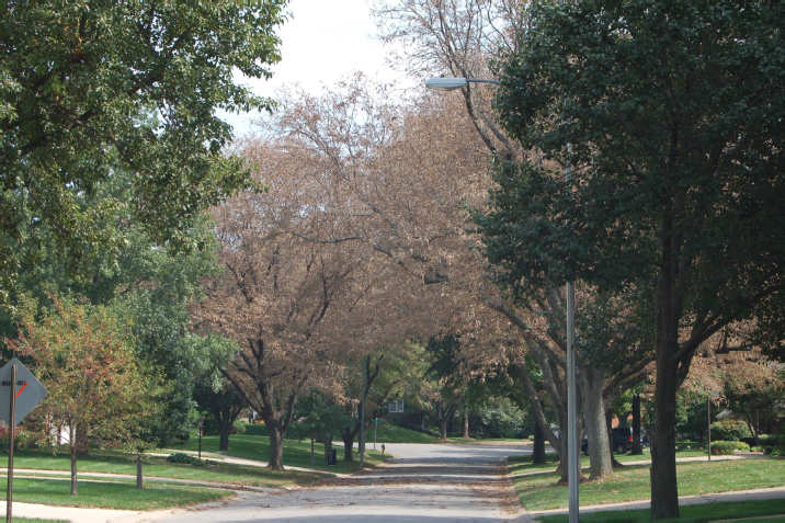 tree insect treatment is important for maintaining healthy trees