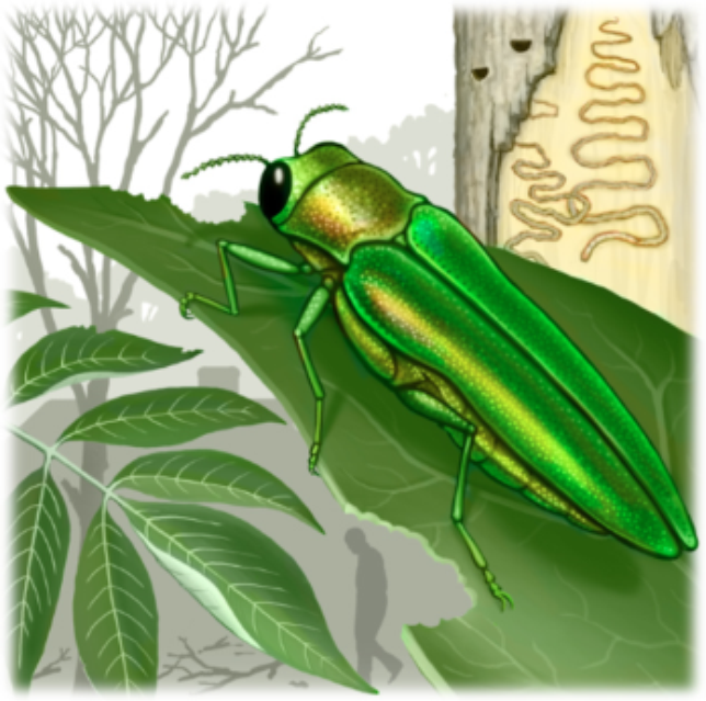 The Emerald Ash Borer treatment treats emerald ash borer beetle