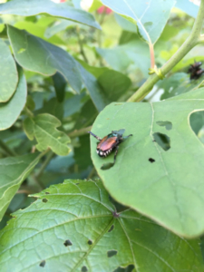 Japanese Beetle Damage to Tree Leaves