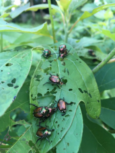 Japanese Beetles eat tree leaves -- thus why you might need Japanese Beetle Control!